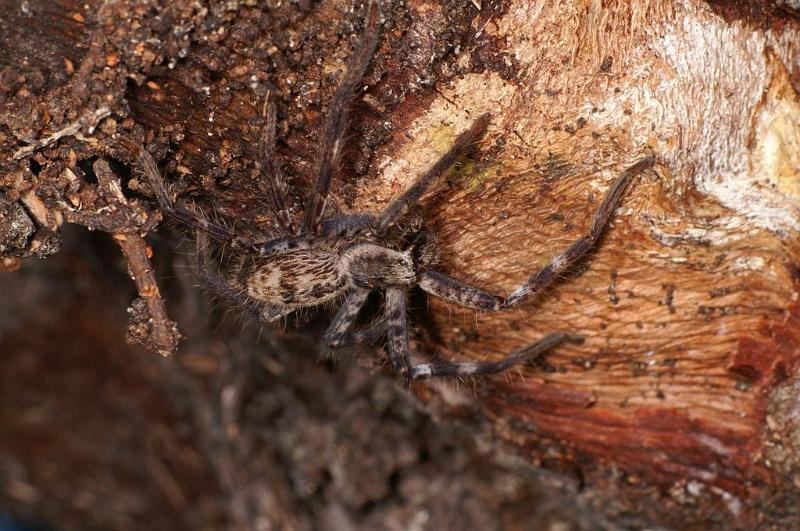 Holconia_insignis_D7826_Z_90_North Stradbroke island_Australie.jpg